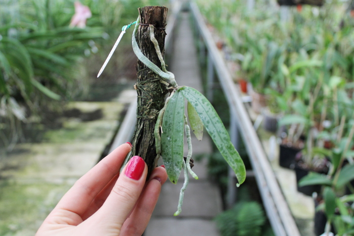 Phalaenopsis lindenii.JPG