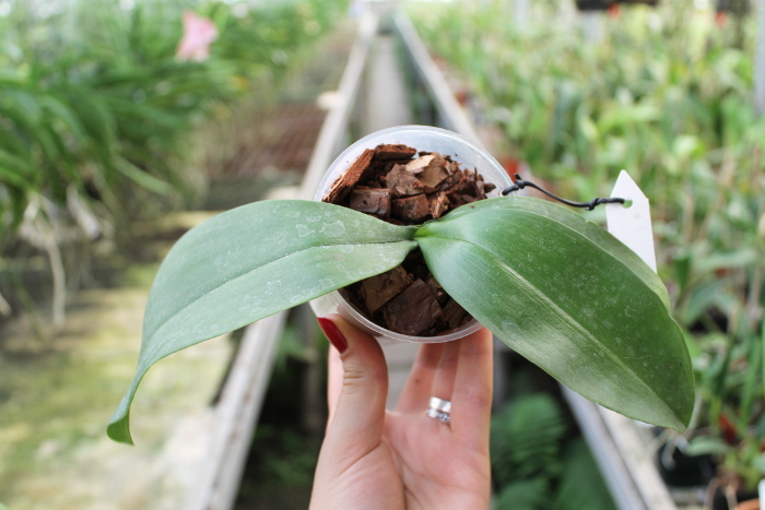 Phalaenopsis lindenii x javanica.JPG