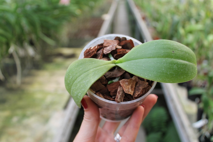 Phalaenopsis kunstleri.JPG