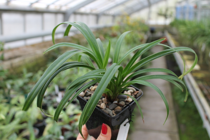 Phragmipedium Memoria Garren Weaver (pearcei x wallisii).JPG