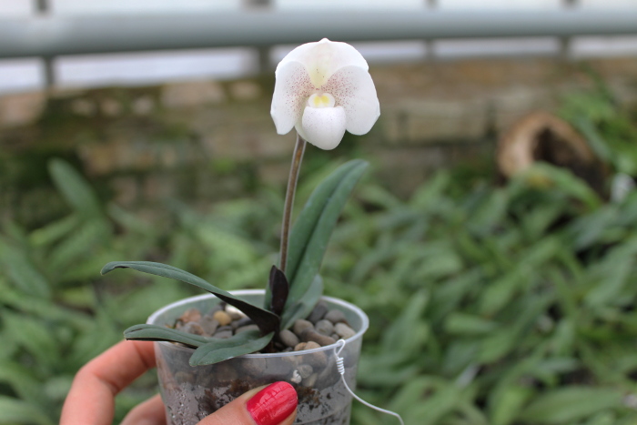 Paphiopedilum niveum.JPG