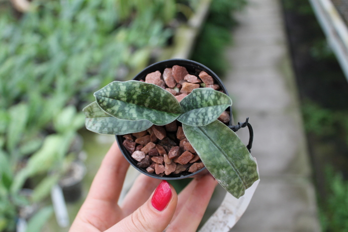 Paphiopedilum vietnamense.JPG