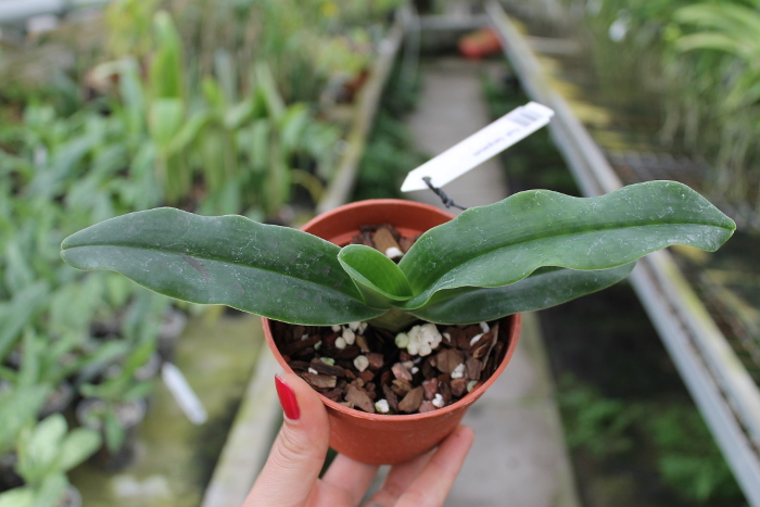 Paphiopedilum hangianum.JPG