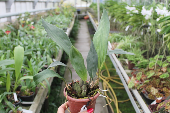 Bifrenaria harrisoniae.JPG