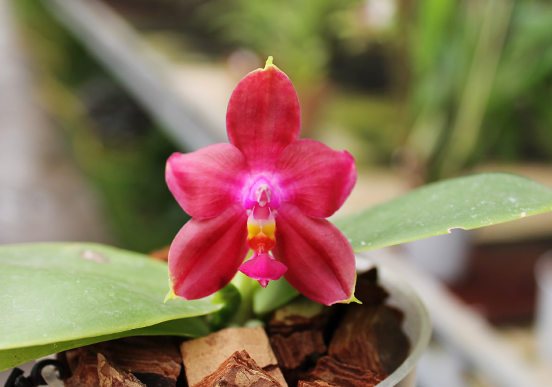 Phalaenopsis Ld Bellina Eagle x Prima.jpg