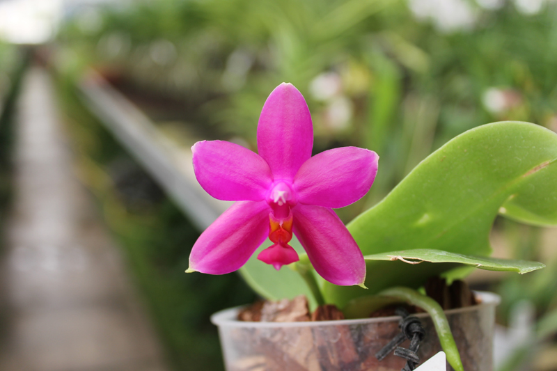 Phalaenopsis Ld Bellina Eagle x Prima.jpg