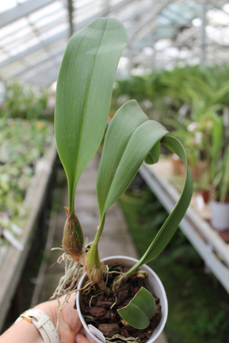 Bulbophyllum dearei x lobbii.jpg