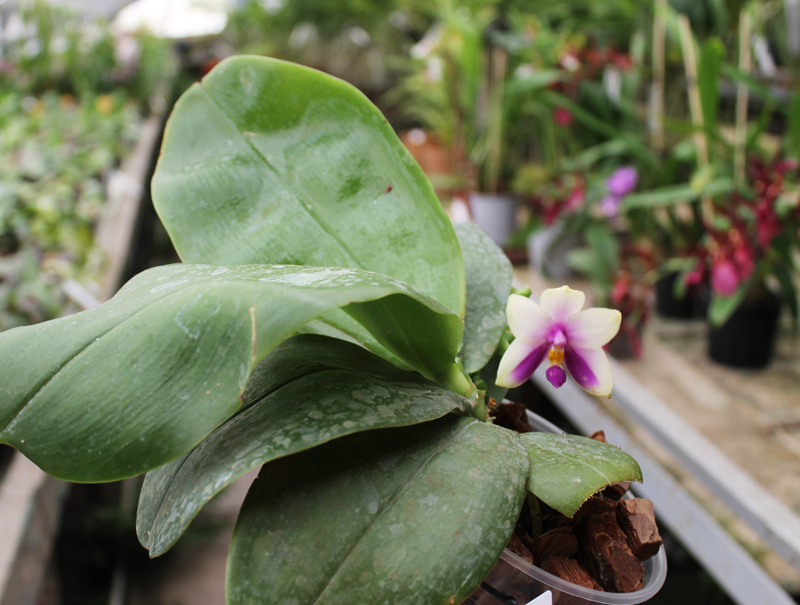 Phalaenopsis bellina 'blue'.jpg