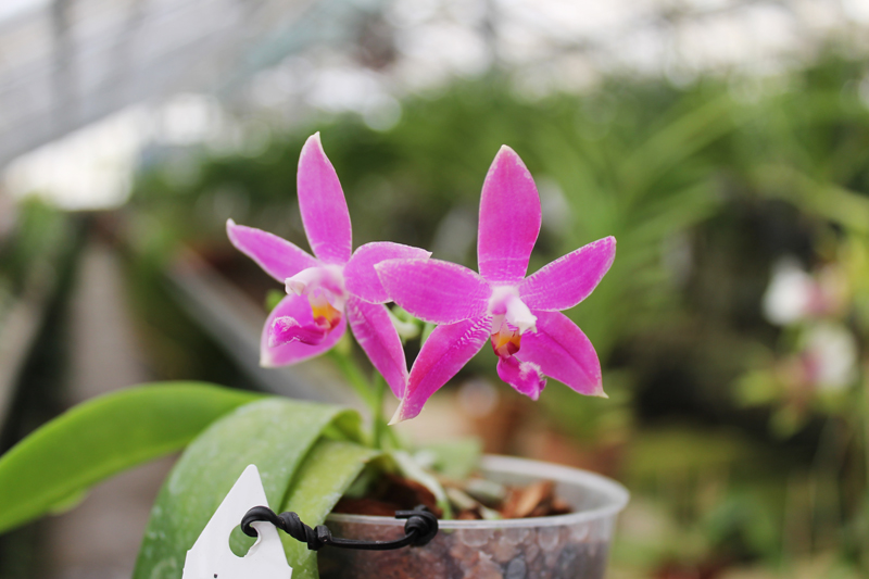Doritaenopsis Purple Martin 'KS' x Phalaenopsis speciosa 'С 1'.jpg