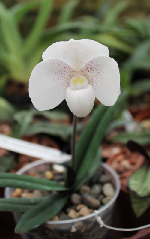 Paphiopedilum niveum.jpg