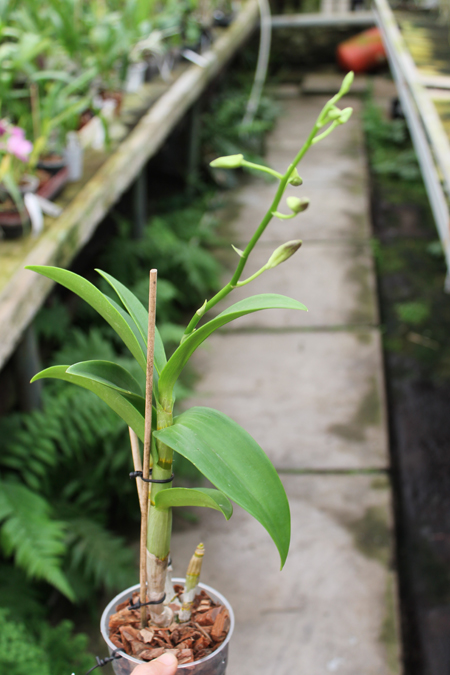 Dendrobium Somkiet Blue.jpg