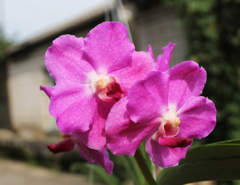 Vanda Brighton Fushia x Kimigayo.jpg