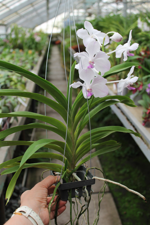 Vanda Nakorn Sawan Belle x luzonica.jpg