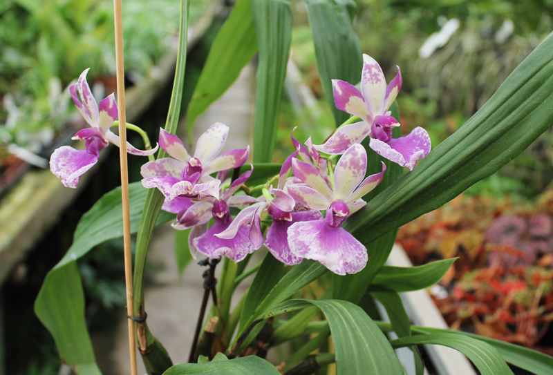 Zygopetalum 'Rhein Blue Angel'.jpg