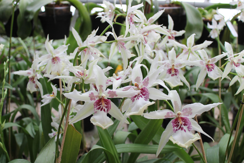 Beallara Tahoma Glacier 'Green'.jpg