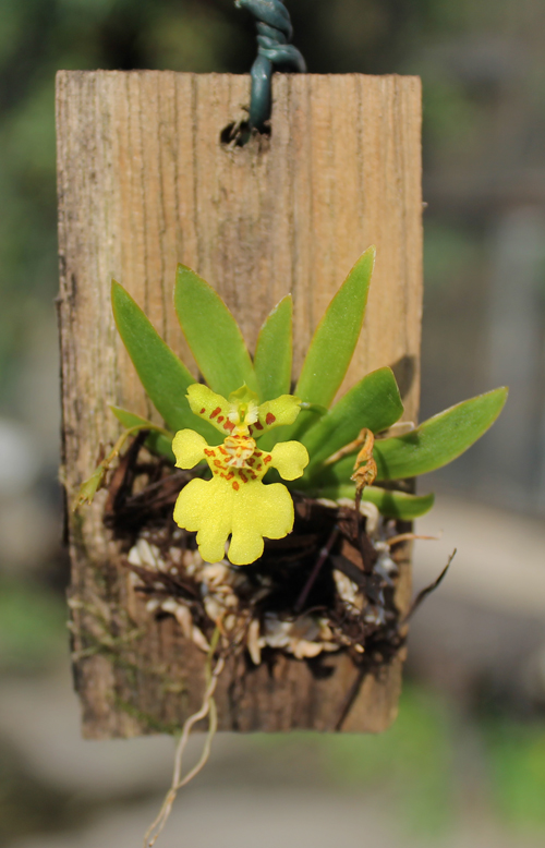 Psygmorchis pusilla.jpg