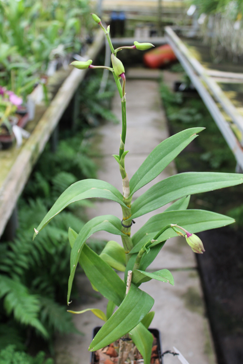 Dendrobium King Dragon x Lady Charm.jpg