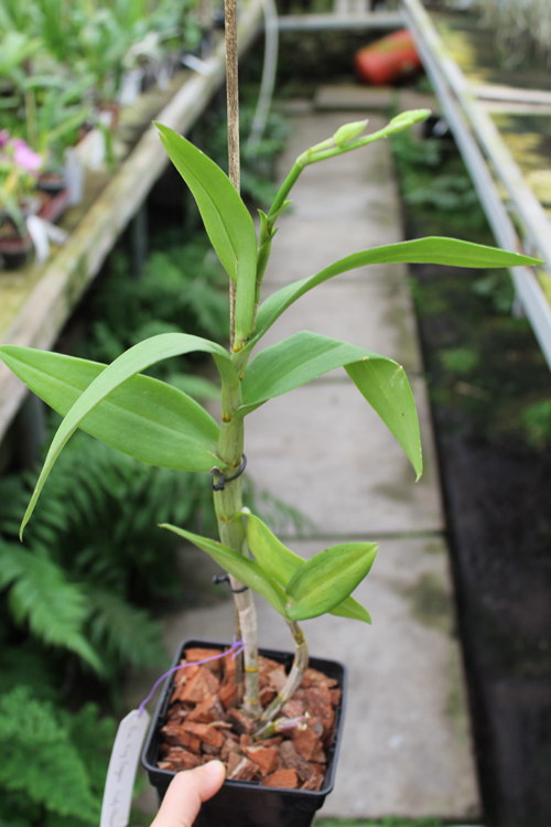 Dendrobium King Dragon x Lady Charm.jpg