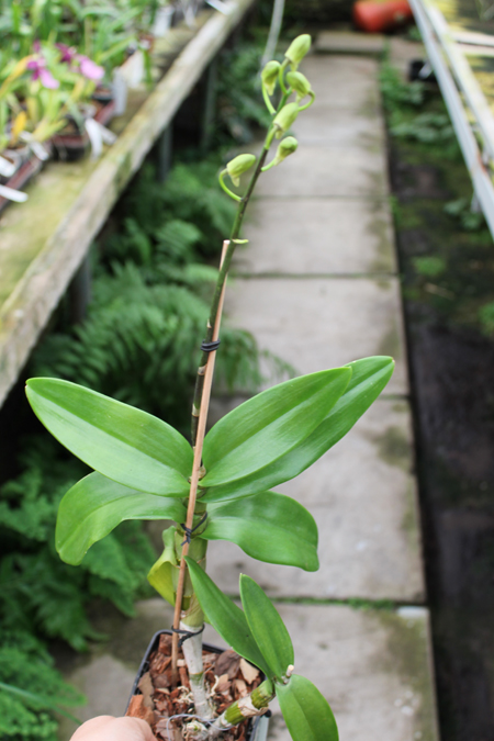 Dendrobium Jairak Min 'Mangosteen'.jpg