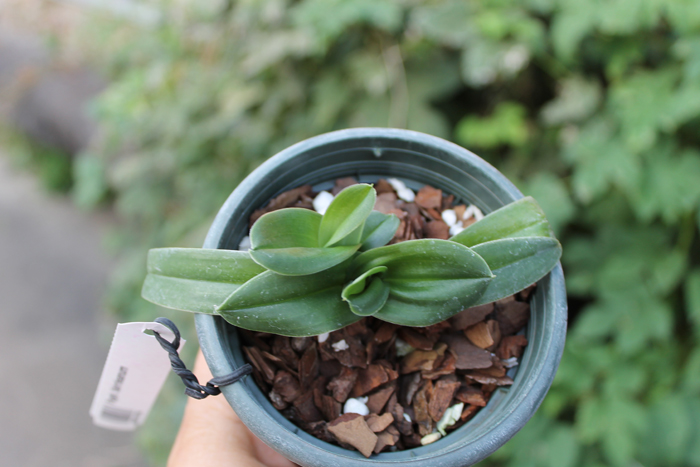 Paphiopedilum fairrieanum.jpg