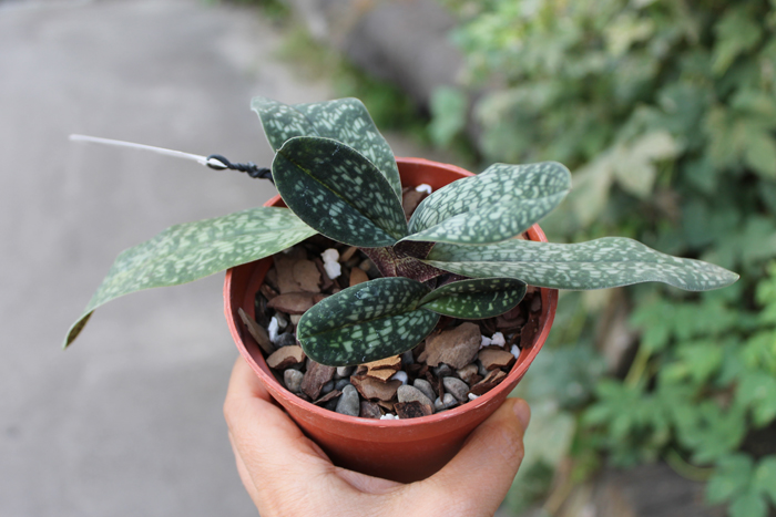 Paphiopedilum Magic Lantern.jpg