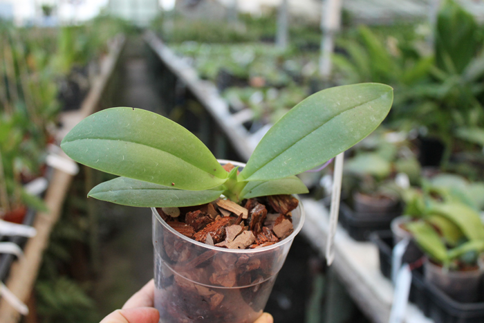 Doritaenopsis Purple Martin.jpg