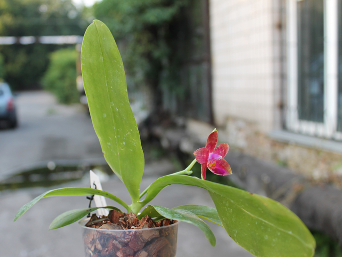 Phalaenopsis amboinensis yellow x violacea indigo.jpg