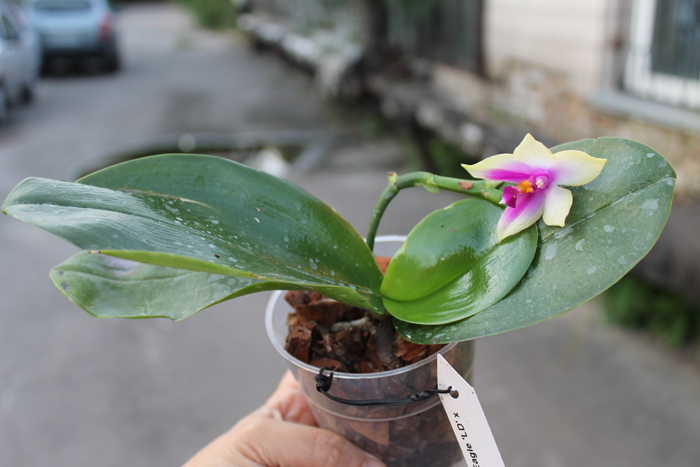 Phalaenopsis KS Happy Eagle 'LD' x Phalaenopsis bellina 'LD'.jpg