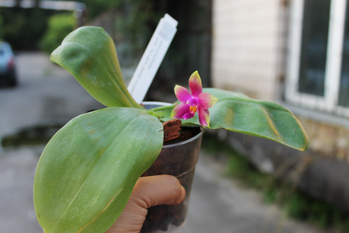 Phalaenopsis Ld's Bear Queen x Chang Mow Evergreen.jpg