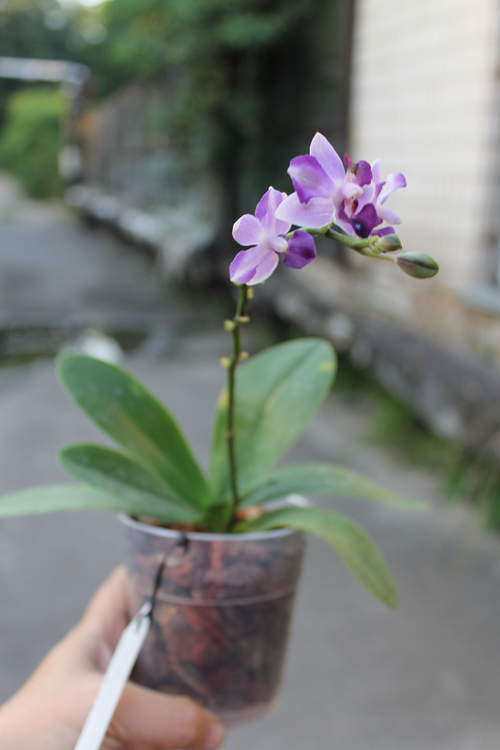 Doritaenopsis Purple Martin 'KS' x pulcherrima blue (peloric form).jpg