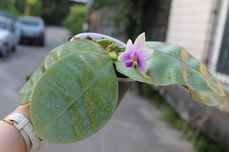 Phalaenopsis Samera 'Blue'.jpg