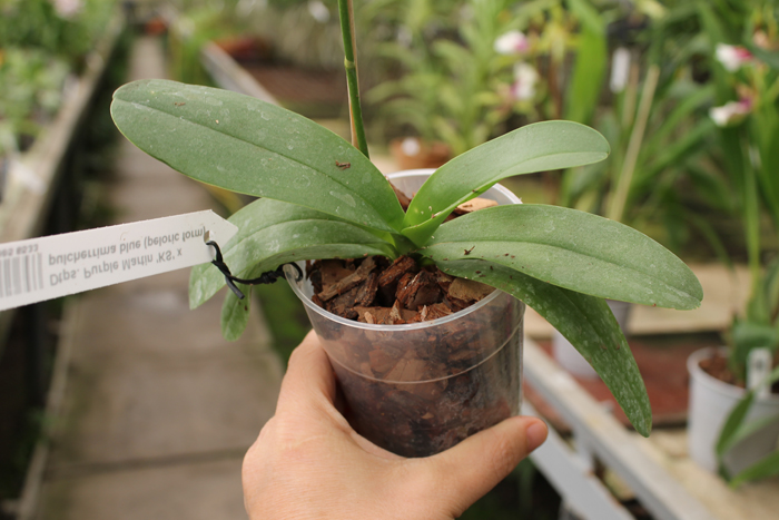 Doritaenopsis Purple Martin 'KS' x pulcherrima blue (peloric form).jpg