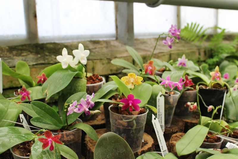 Phalaenopsis mini.jpg