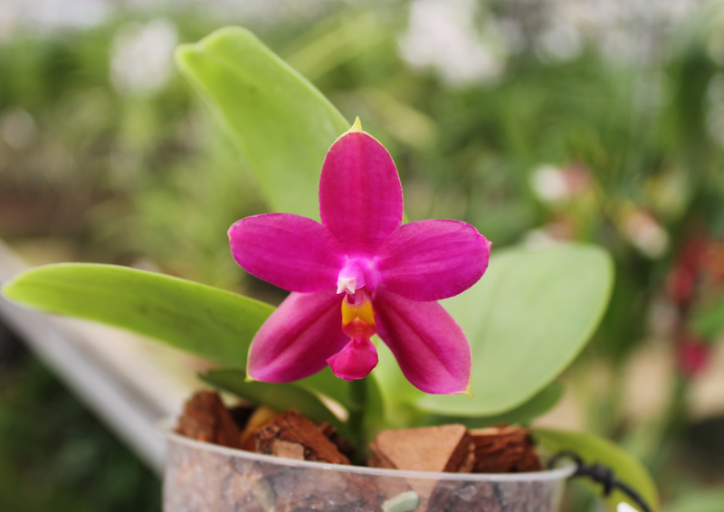 Phalaenopsis Ld Bellina Eagle x Prima.jpg