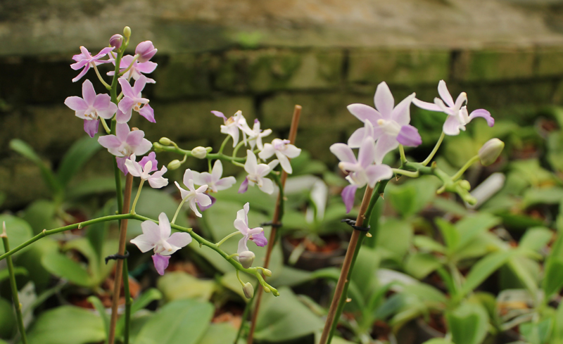 Phalaenopsis Tying Shin Blue Jay (peloric form) x equestris alba.jpg