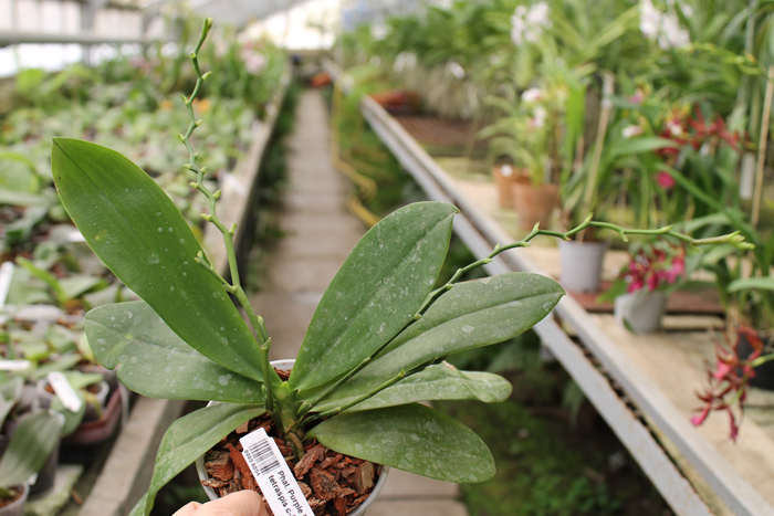 Phalaenopsis Purple Martin Blue x tetraspis c-1.jpg