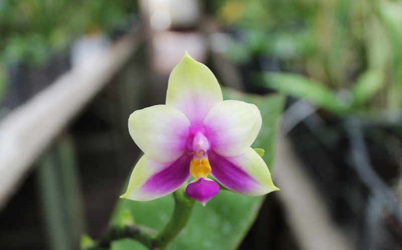 Phalaenopsis bellina 'blue'.jpg