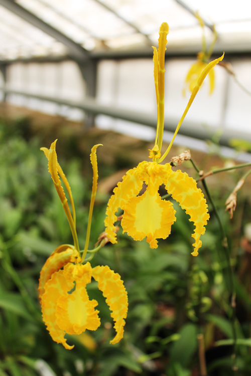Psychopsis Mariposa alba.jpg