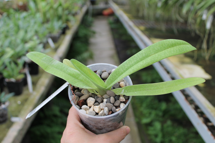 Paphiopedilum rothschildianum x Sunshine Glory x concolor.jpg