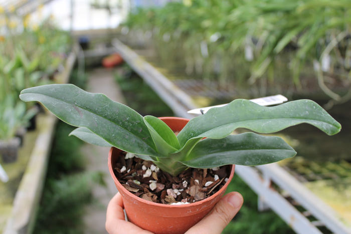 Paphiopedilum hangianum.jpg