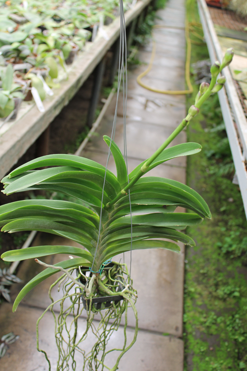 Vanda Dr Anek x Katsulea.jpg