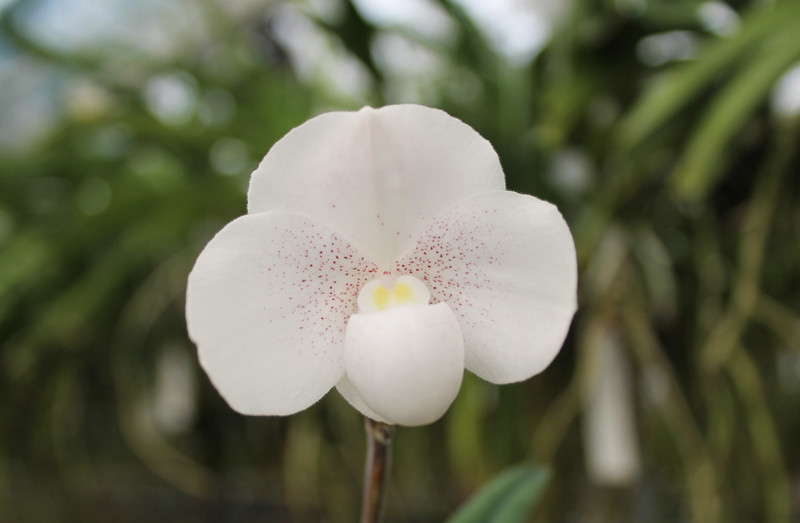 Paphiopedilum niveum.jpg