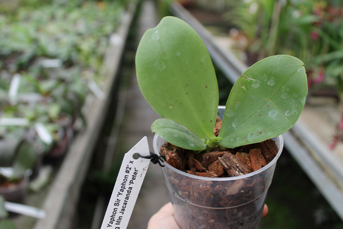 Phalaenopsis Yaphon Sir 'Yaphon #2' x Zheng Min Jacaranda 'Peter'.jpg