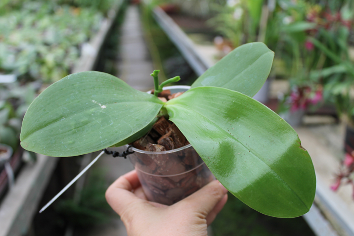 Phalaenopsis KS Evergreen x KS Happy Eagle.jpg