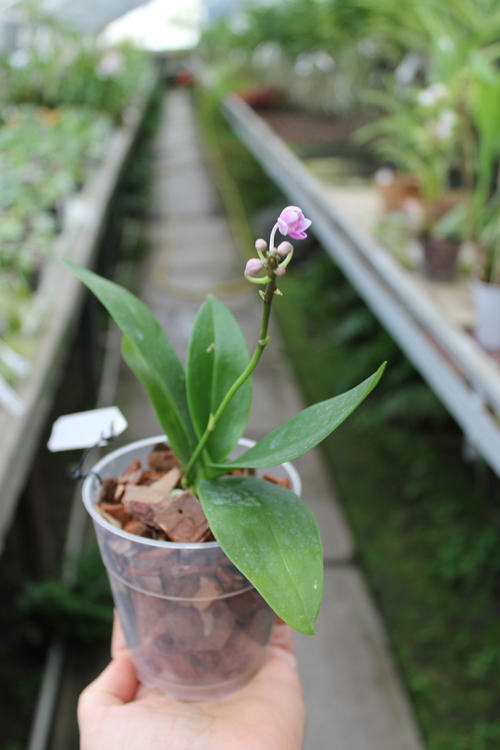 Phalaenopsis equestris.jpg