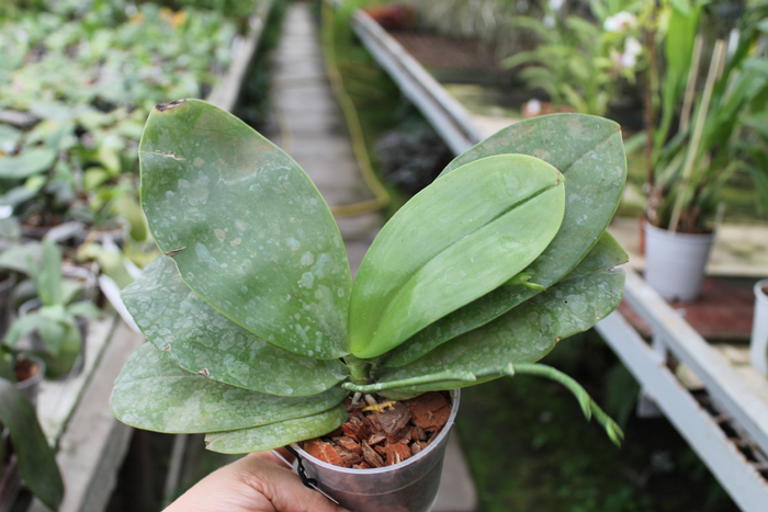 Phalaenopsis Jennifer Palermo (C1 type) x Phalaenopsis LD's Bear Queen.jpg