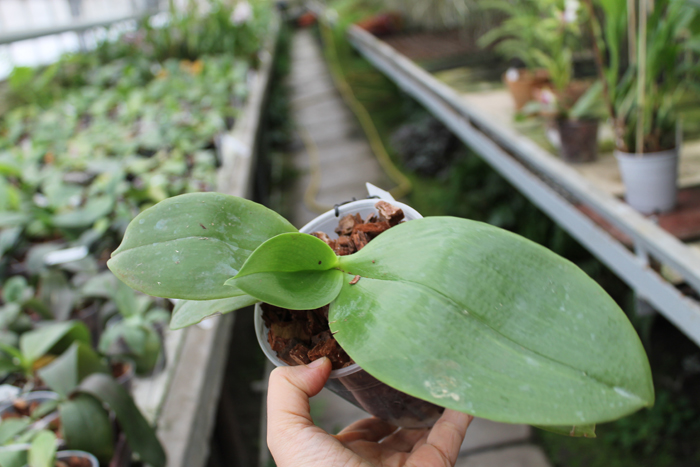 Phalaenopsis Meidarland Goldsmith 'MD'.jpg