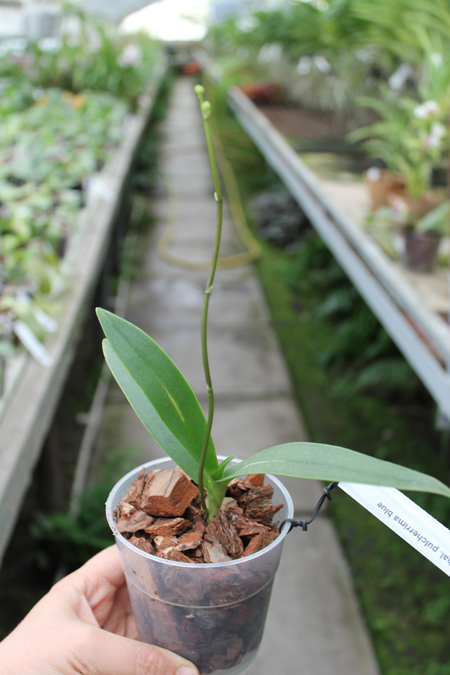 Phalaenopsis pulcherrima blue.jpg