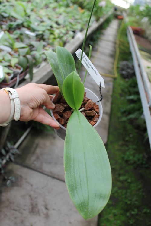 Phalaenopsis Coral Isles x Phalaenopsis corningiana.jpg