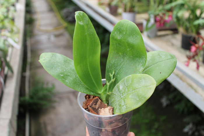 Phalaenopsis violacea var coerulea.jpg